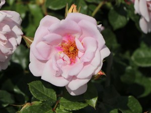 ORIENTA MAGNOLIA (floribunda)